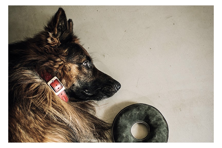 Comprar juguetes para perros online Mors en forma de donut HANNIKO