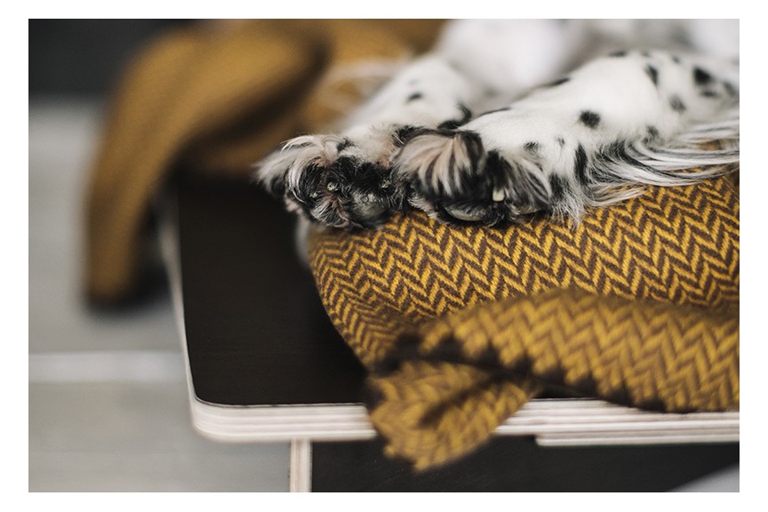 Tang orange blanket Tang orange blanket