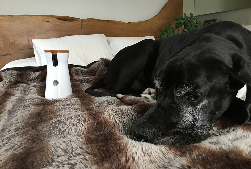 What our dogs do when they are alone at home? - Blog - Hanniko Design
