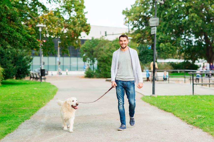 Los perros te obligan a estirar las piernas en el trabajo