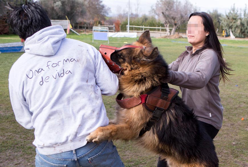 Entrenamiento de perro para proteger a mujer que ha sufrido violencia de genero