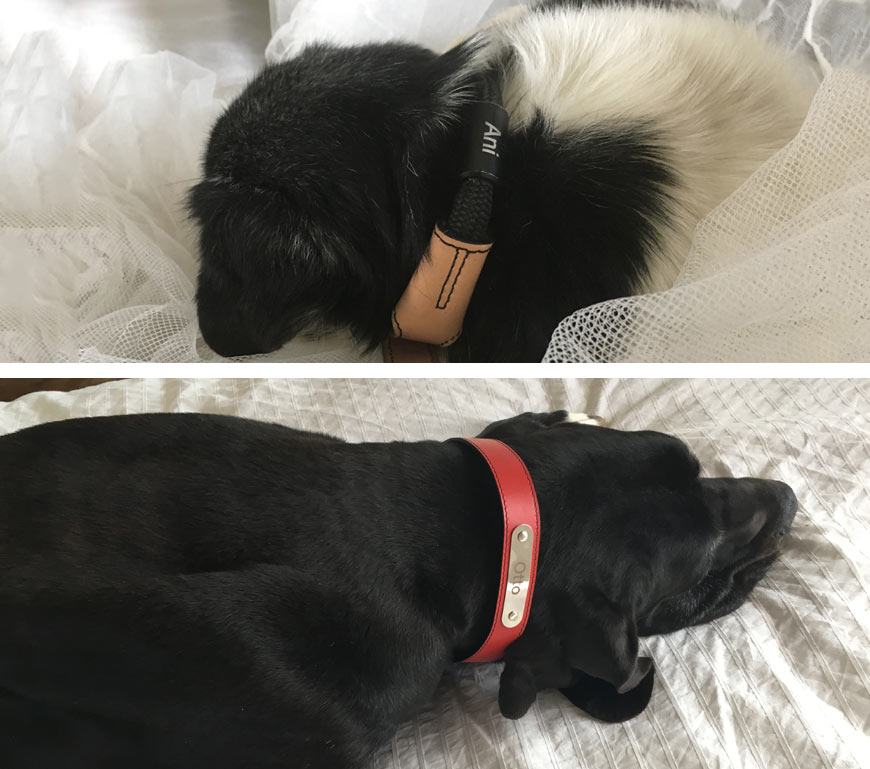 HANNIKO collars for dogs customized