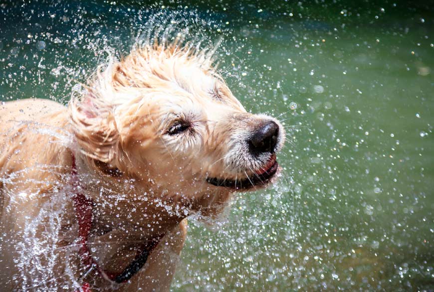 Perro disfrutando del agua en verano