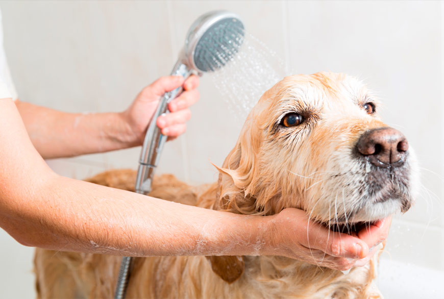 Bañando al perro en verano para evitar infecciones