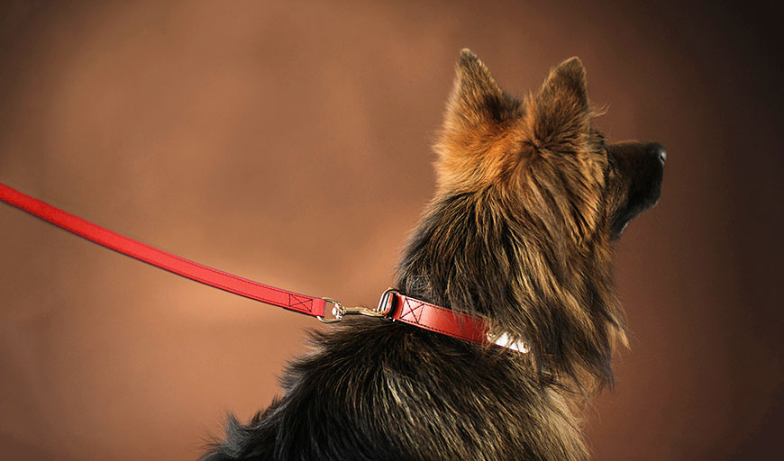 Loki dog leash and Lauge collar in red