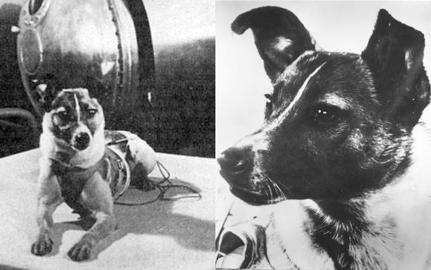 Laika el perro que enviaron los soviéticos a la Luna