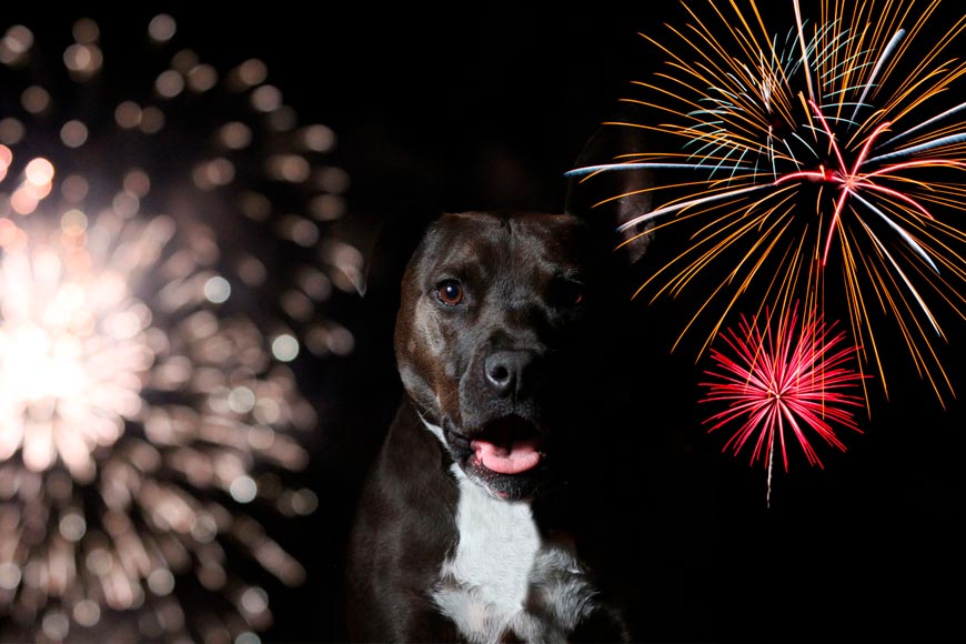 Perros con miedo a fuegos artificiales y petardos