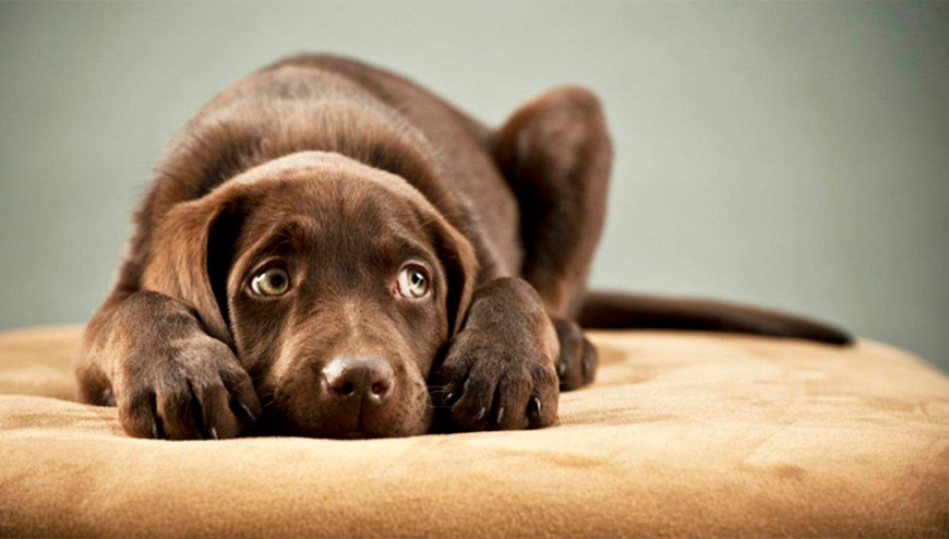 Perro atemorizado por el ruido de los fuegos artificiales y petardos