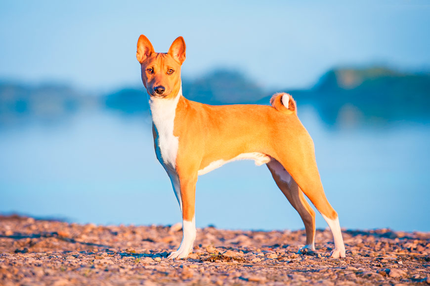 El perro más antiguo del mundo no sabe ladrar