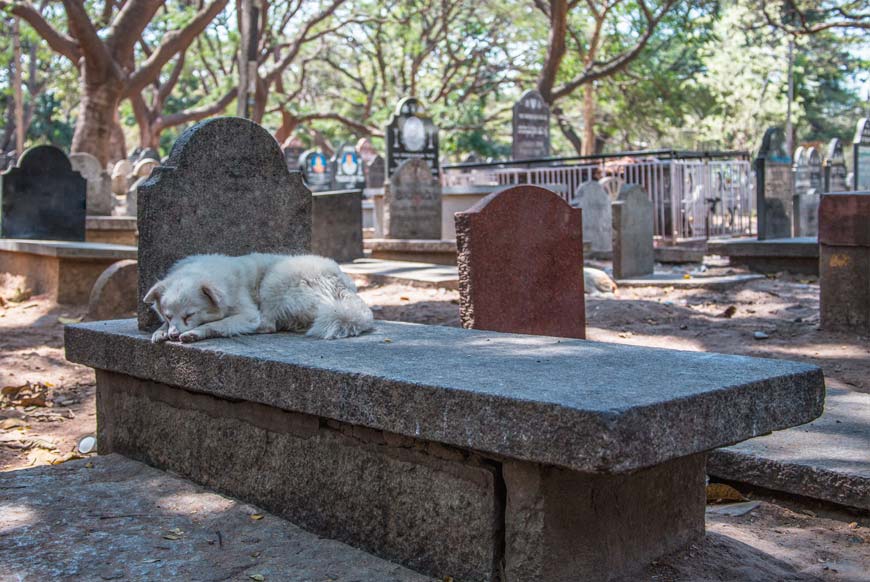 perro tumbado sobre la tumba de su dueño