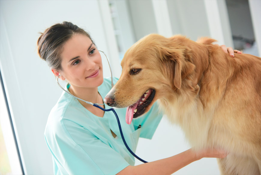 perro en veterinario por depresión