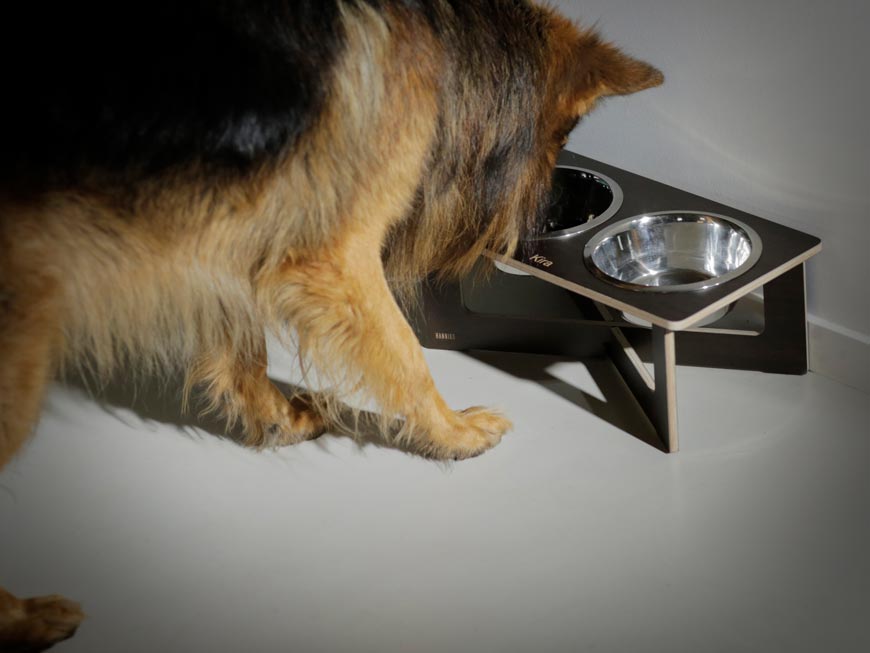 Dog eating in Hanniko Dyre feeder for dogs