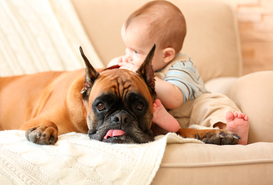 Prevenir el asma infantil conviviendo con perros