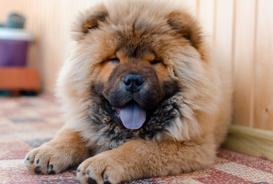 chow breed tongue