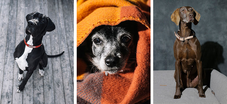 otto, ani y kira son los embajadores de la marca de productos para perros HANNIKO